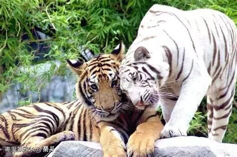 白虎 是什麼
